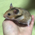 ハムスター