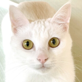 【10/16東日本橋】お尻プリン♡ヒナギクちゃん