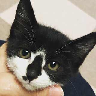 個性的な柄のイケニャン君