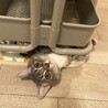 の写真