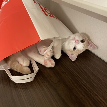 の写真
