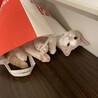 の写真