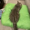 の写真