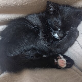 大人しく可愛い甘えんぼうの子猫♀