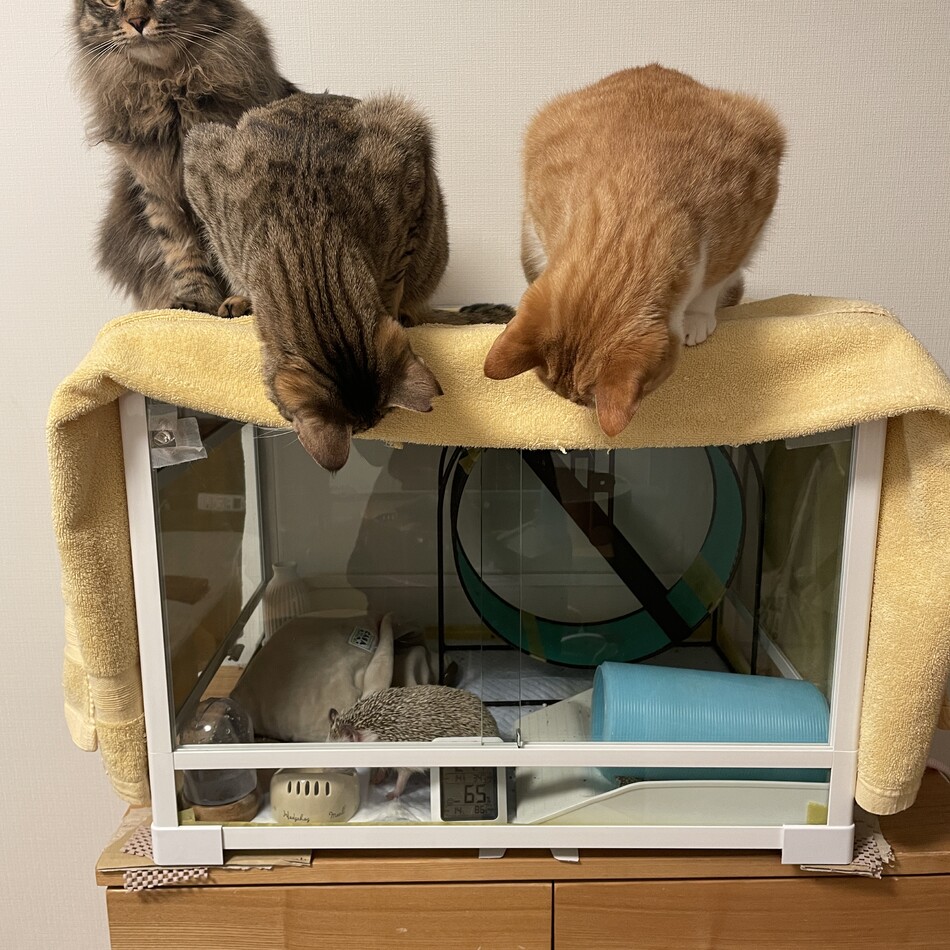 リルのカバー写真
