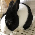 パンダ柄うさぎ　里親様探しています