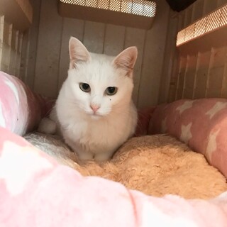 ありがとうございました★可愛いマシュマロちゃん