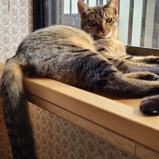 キジトラ模様が美しいの女の子♀5ヶ月