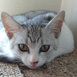 美猫のサバシロ子猫！