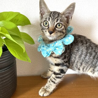 小顔の超美猫です