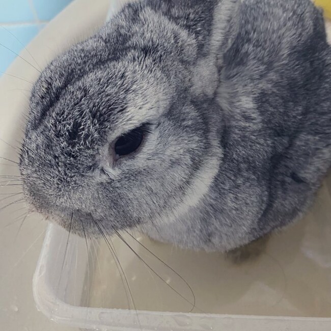 YUKINKO75のカバー写真