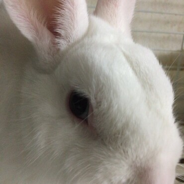 リキ君　８歳