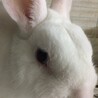 リキ君　８歳