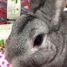 以前、里親てやってきたすあまちゃん　今年老衰