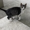 可愛い子猫くんです❗️