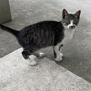 石川県の猫の里親募集情報まとめ ペットのおうち 月間利用者150万人