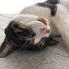 みとかん