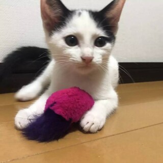 可愛い牛柄くん