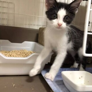 可愛いハチワレくん