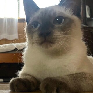 募集停止　シャムミックスレオくん