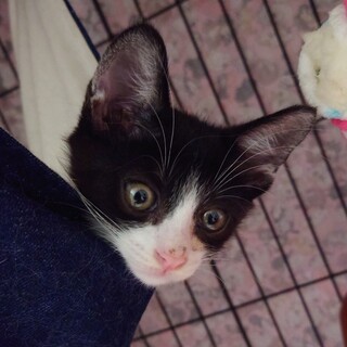 なれなれ優しい男の子♥ハチワレ玲(れい)