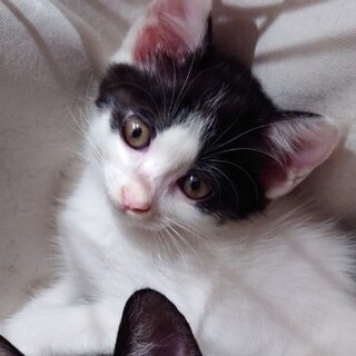 甘えんぼで可愛い女の子♥ハチワレ音(おと)