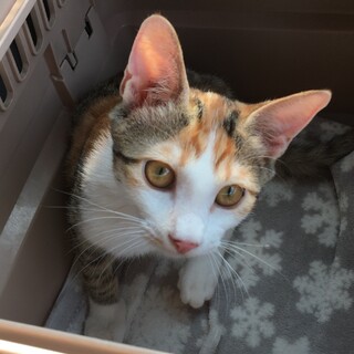 募集停止☆あまあま片足の三毛女子♡美猫さん☆かのこ