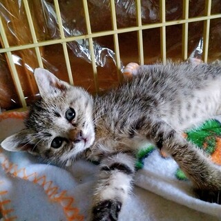 ふあふあおっとり１か月の子猫