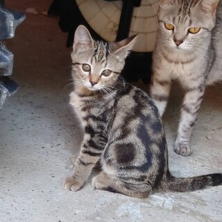 可愛いアメショ柄キジトラくん