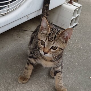 可愛いキジトラくん