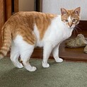 甘えん坊の茶白男子⭐︎温厚で優しい子です！