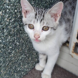 可愛いサバシロちゃん