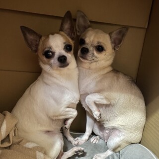 美人姉妹の仲良しチワワ　交渉中