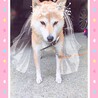 でんでんファミリー