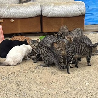 ３ヶ月くらいの子猫たち