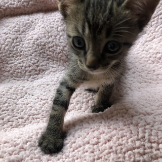 お目目クリクリの甘えん坊さんです。