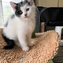 生後3ヶ月の子猫