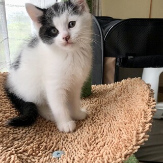 生後3ヶ月の子猫