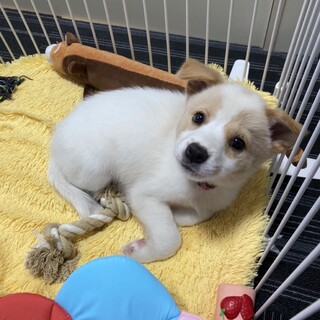 人馴れ抜群！！女の子のプリンちゃん