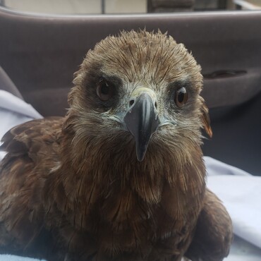 ドライブ出発を促す野鳥・・・