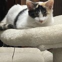 4、5ヶ月のにゃんこ