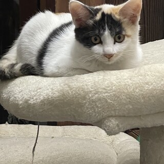 4、5ヶ月のにゃんこ
