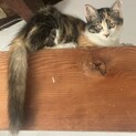 ４.5ヶ月のにゃんこ