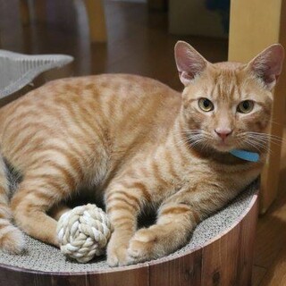 イケメン！茶トラの若猫です。