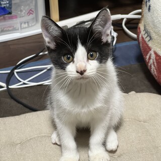 2ヶ月のはちわれ猫ちゃん