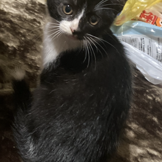 生後2〜3ヶ月の子猫