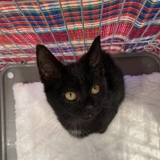 控えめで優しい黒猫　ナナちゃん　家族募集