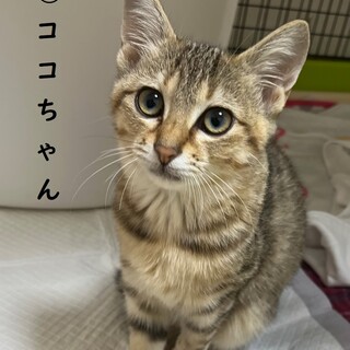 かわいい子猫 ^^（No1 子猫) 緊急レスキュー