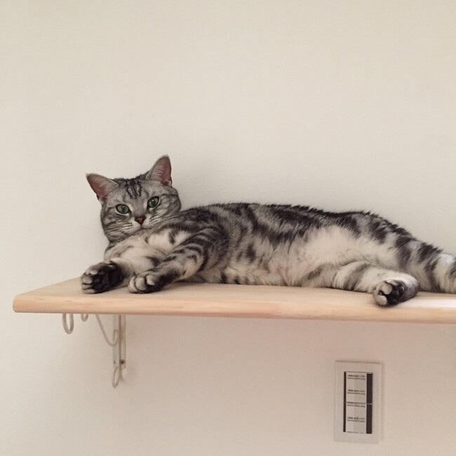 福々猫の家のカバー写真