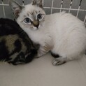 シャムmixこねこ♀